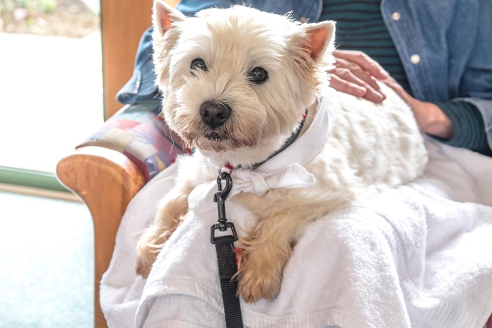 Therapy pet dog visiting retirement care home - westie is on lap of elderly senior person with hands patting dog